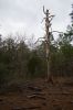 45 - Dead Tree by Alan Bryant