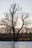 43 - Tree by Alan Bryant