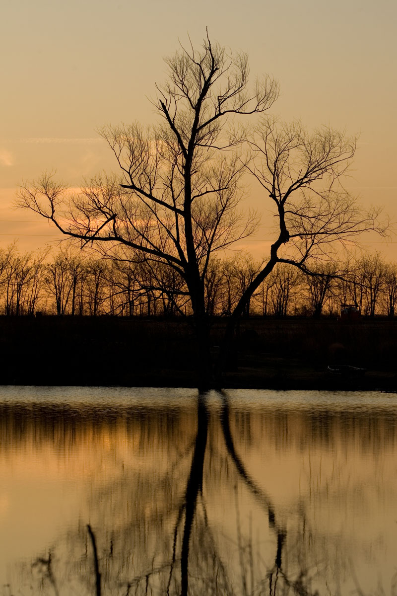 71 - Tree