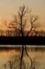 71 - Tree by Alan Bryant