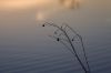 74 - Branches by Alan Bryant