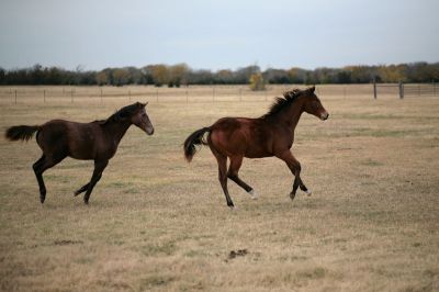 020 - Yearlings
