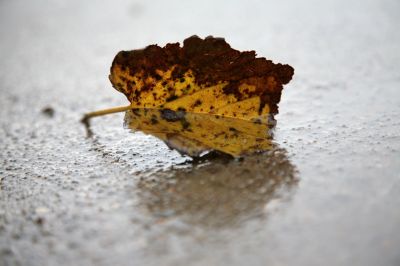 128 - Wet Leaf