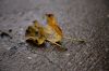 131 - Wet Leaves by Alan Bryant