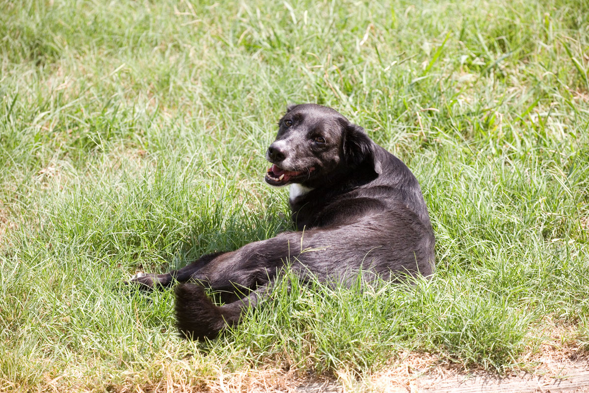 19 - Dog