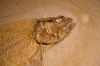 063 - Fossil Fish by Alan Bryant