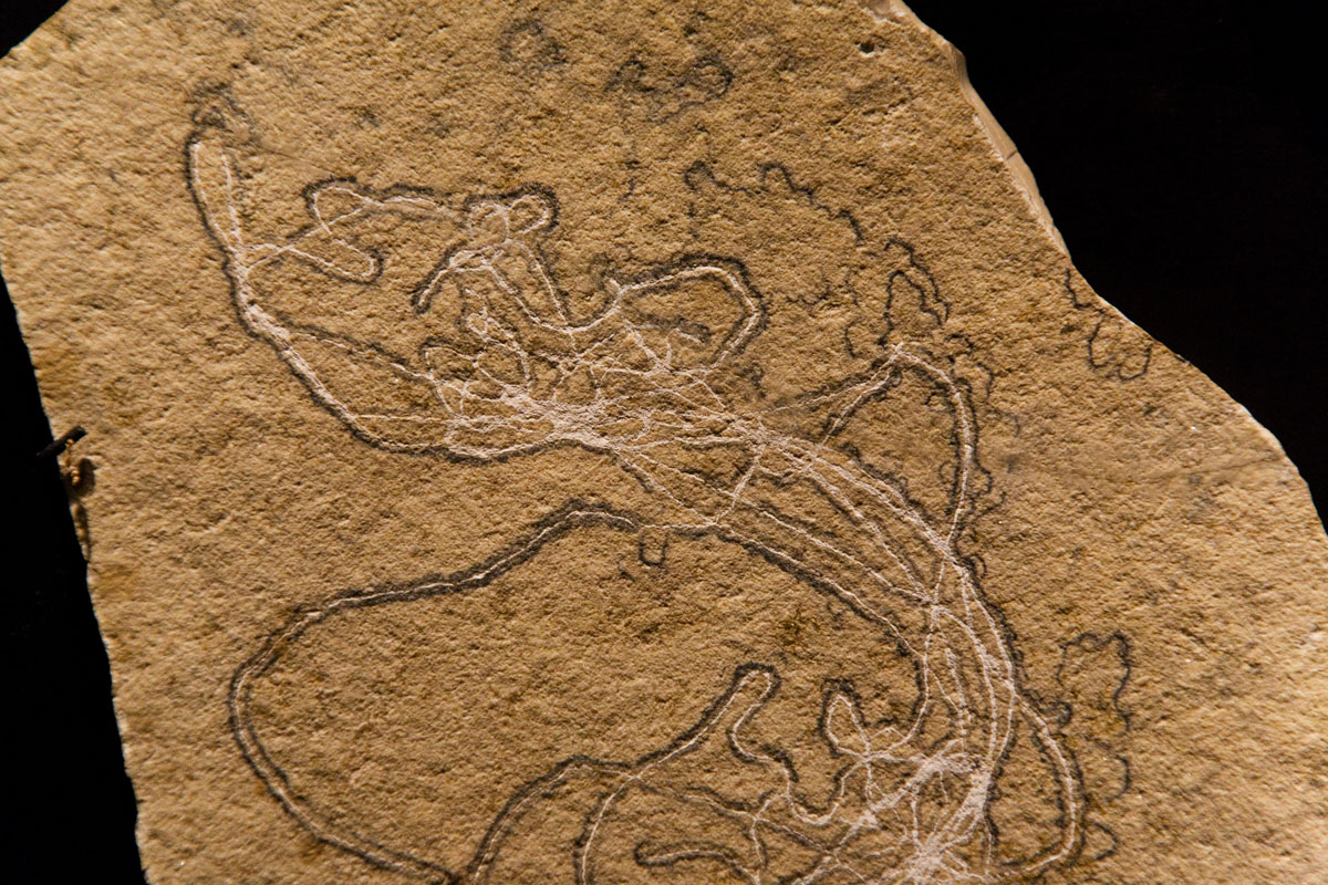 074 - Jellyfish Stingers