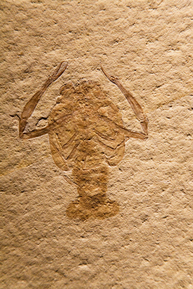 077 - Extinct Crustacean