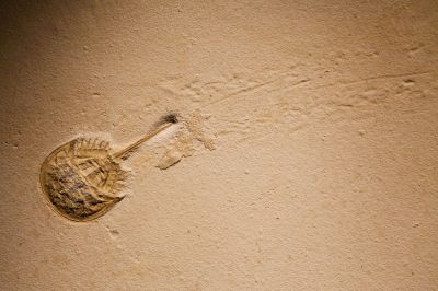 080 - Horseshoe Crab