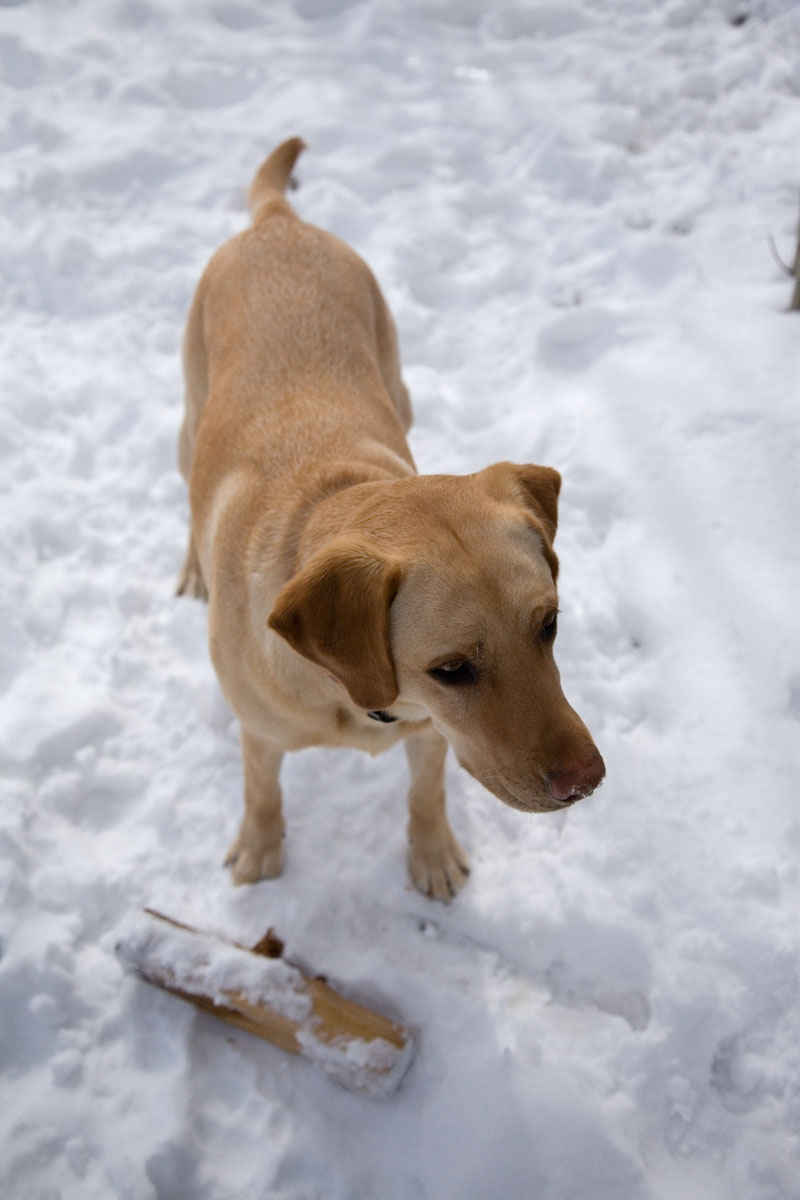 028 - Cheyenne and Stick