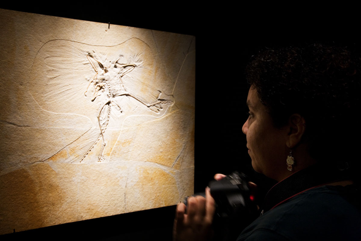 088 - Archaeopteryx and Summer