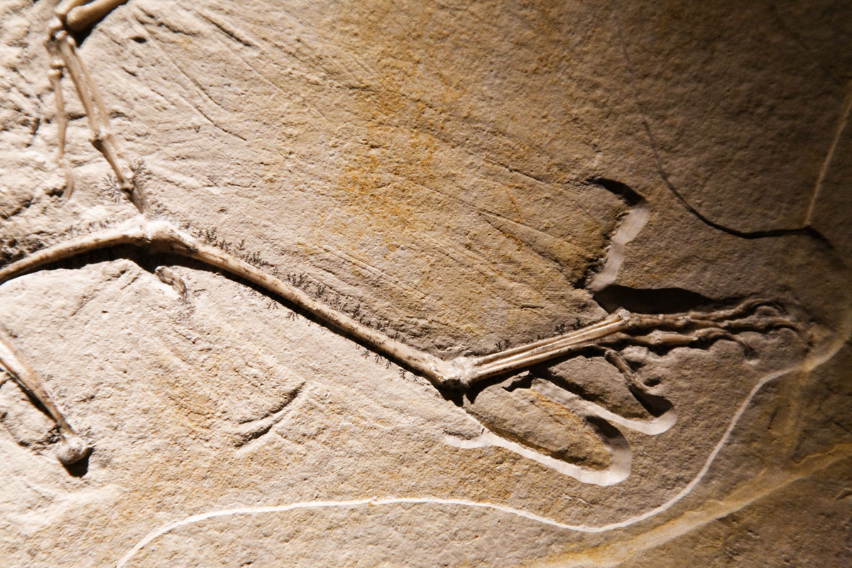 091 - Archaeopteryx Claw