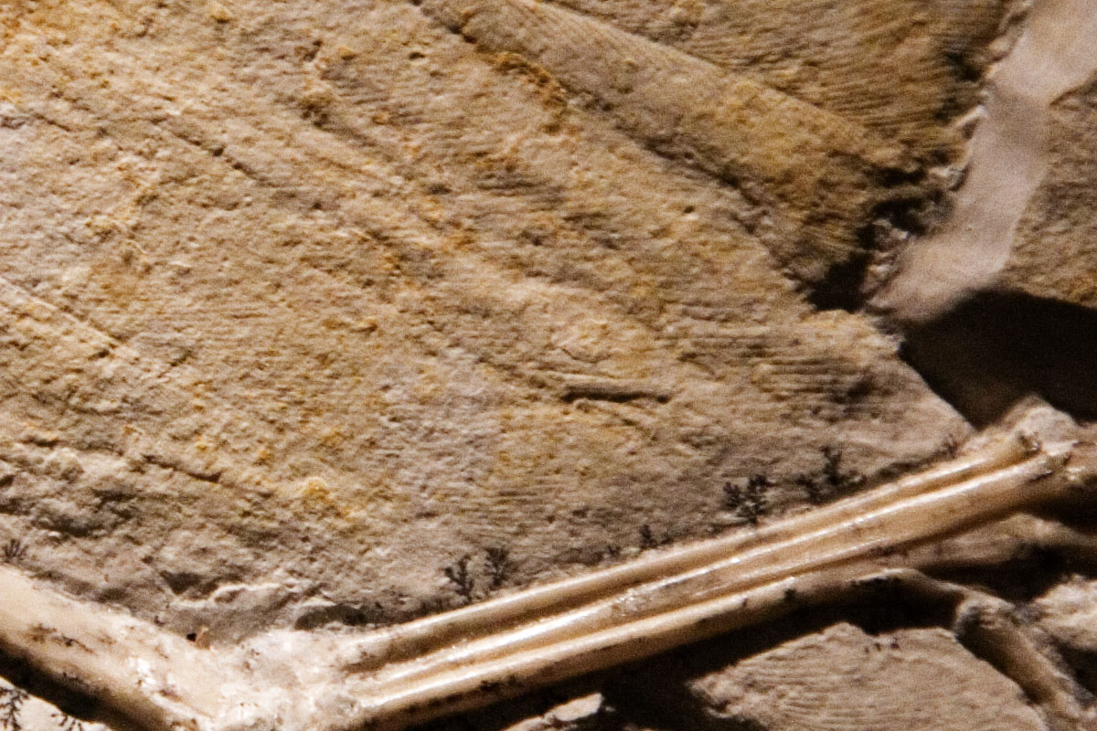 092 - Archaeopteryx Feather Detail
