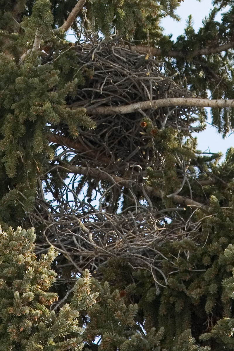 033 - Raven Nests Cropped