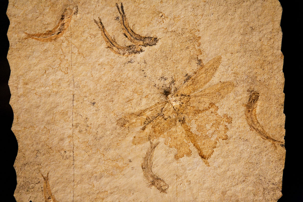 094 - Dragonfly and Fish