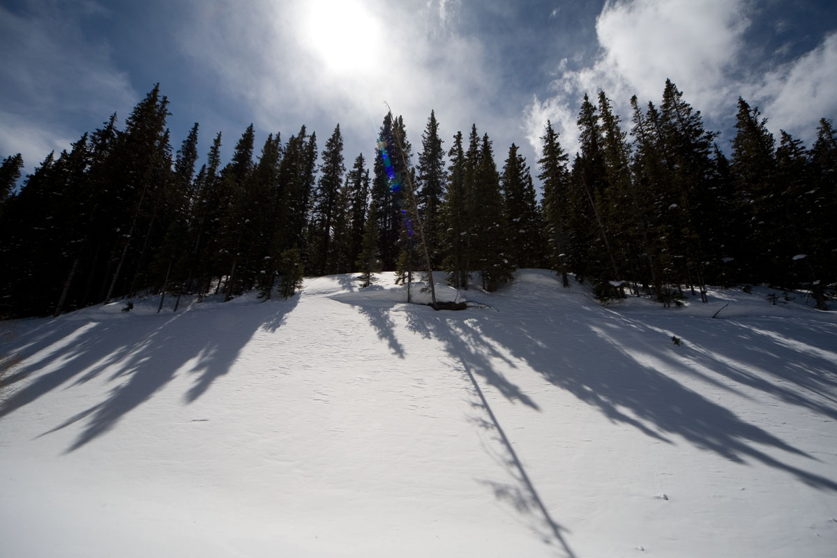 068 - Trees and Shadows