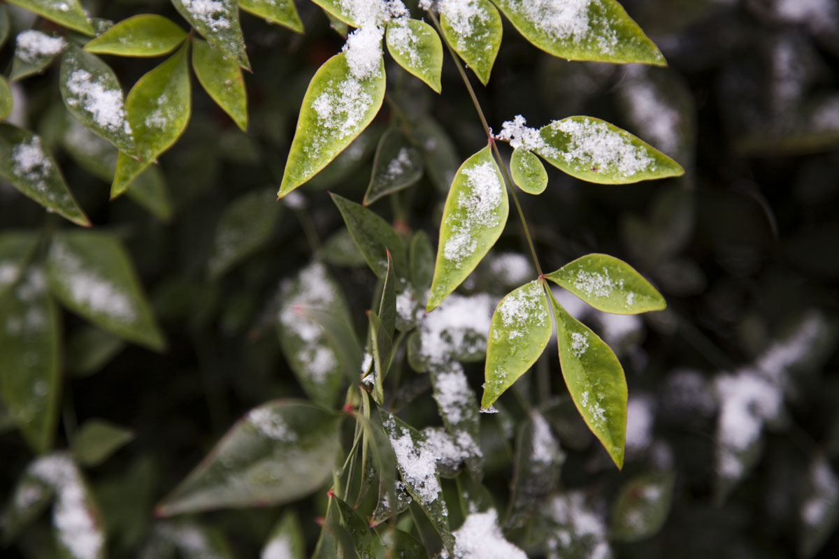 04 - Snow Leaves