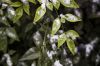 04 - Snow Leaves by Alan Bryant