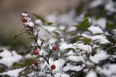 05 - Snow Berries