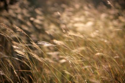 003 - Grass