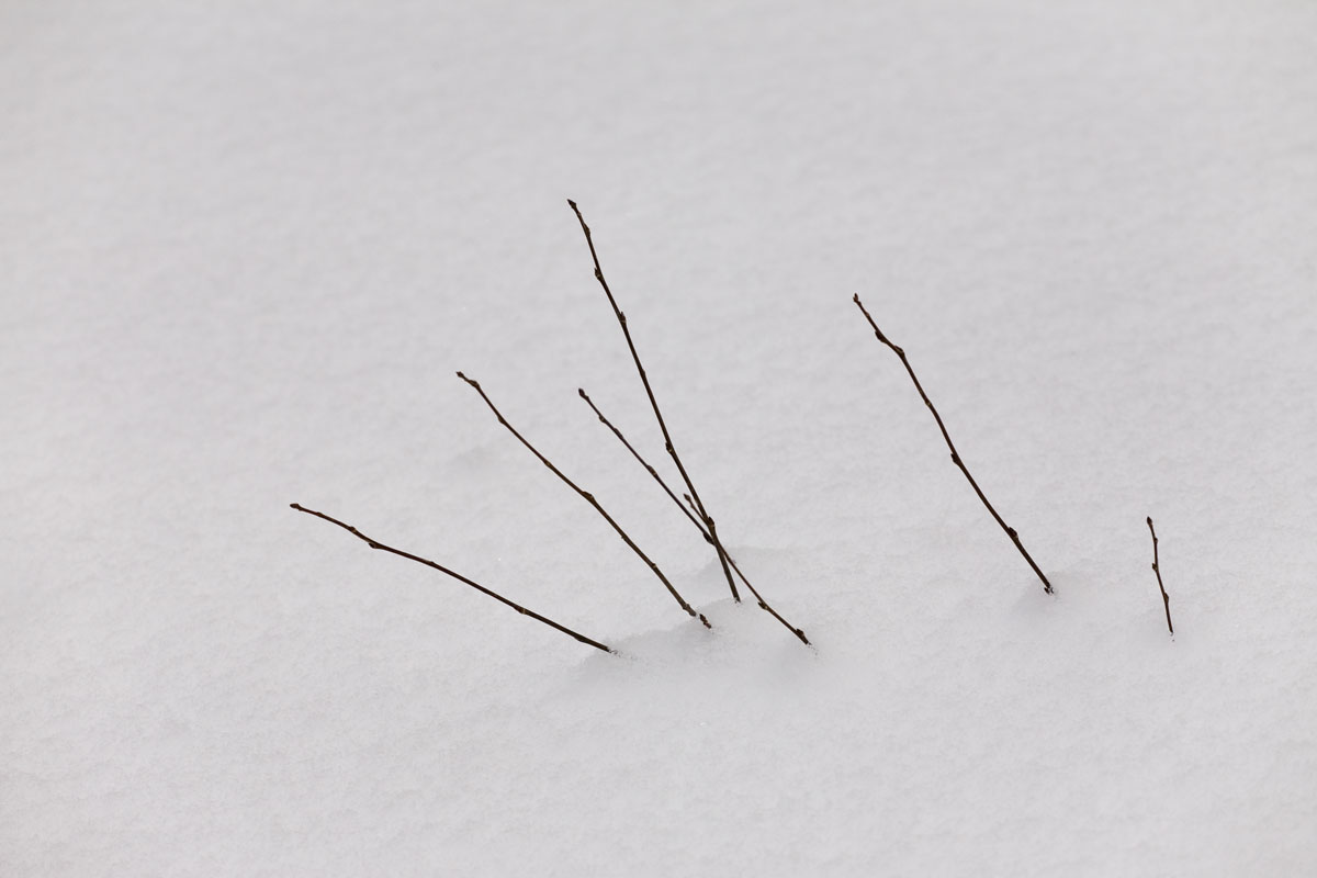 103 - Branches In Snow