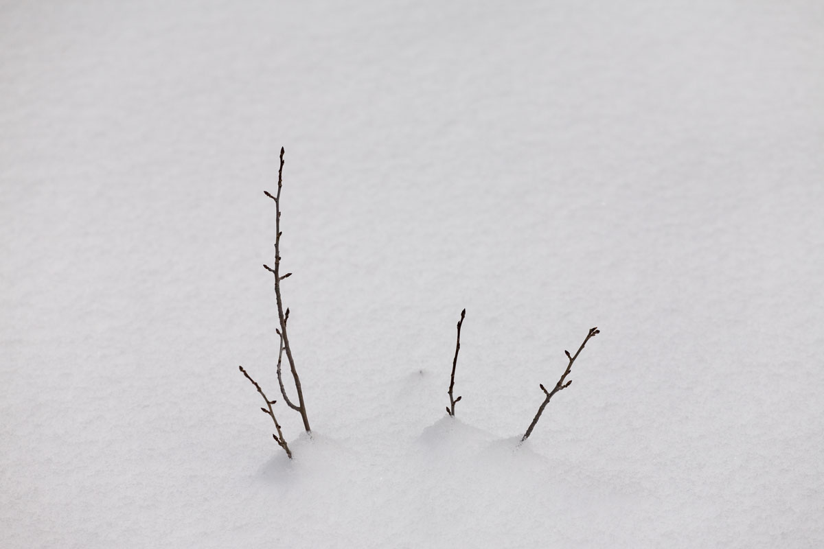 104 - Branches In Snow