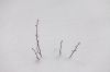 104 - Branches In Snow by Alan Bryant