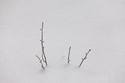 104 - Branches In Snow