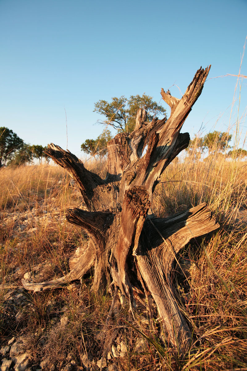 008 - Stump
