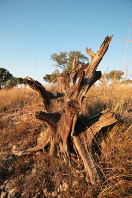 008 - Stump