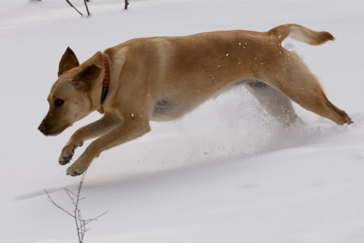 106 - Cheyenne Run Crop