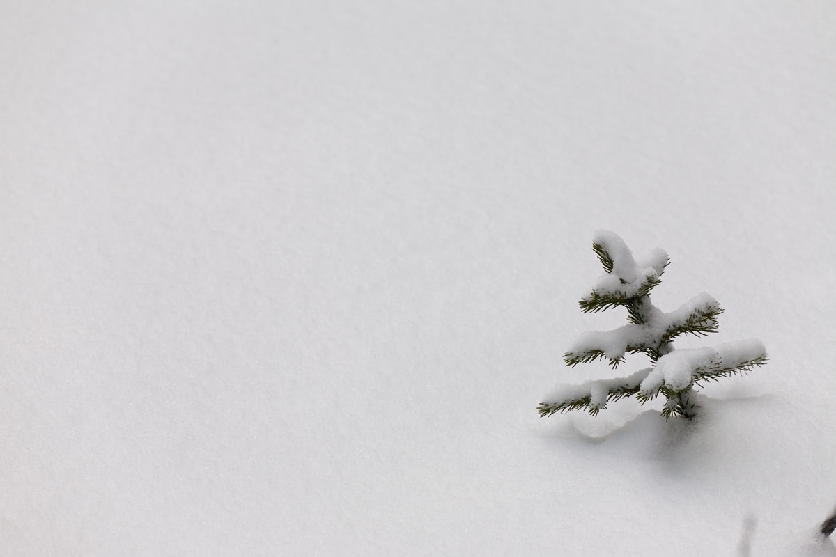 107 - Little Treetop