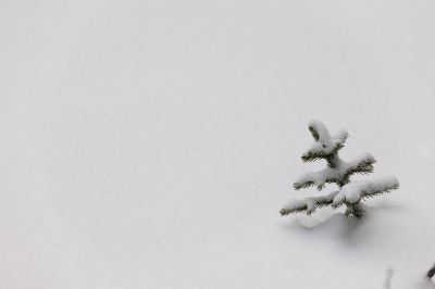 107 - Little Treetop