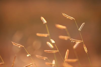 012 - Grass