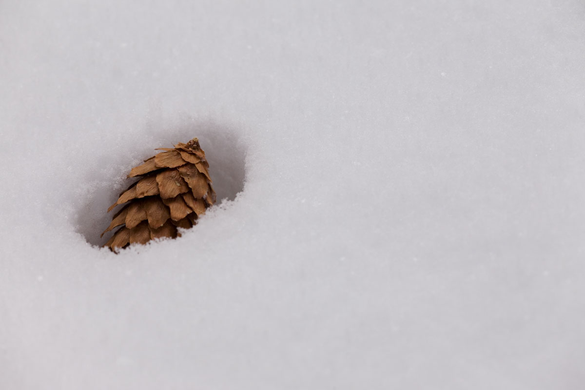 109 - Fallen Pinecone