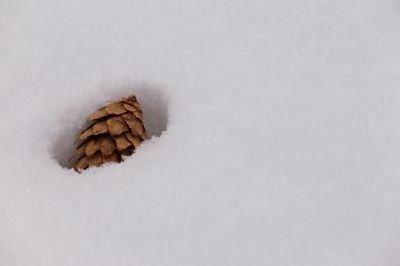109 - Fallen Pinecone