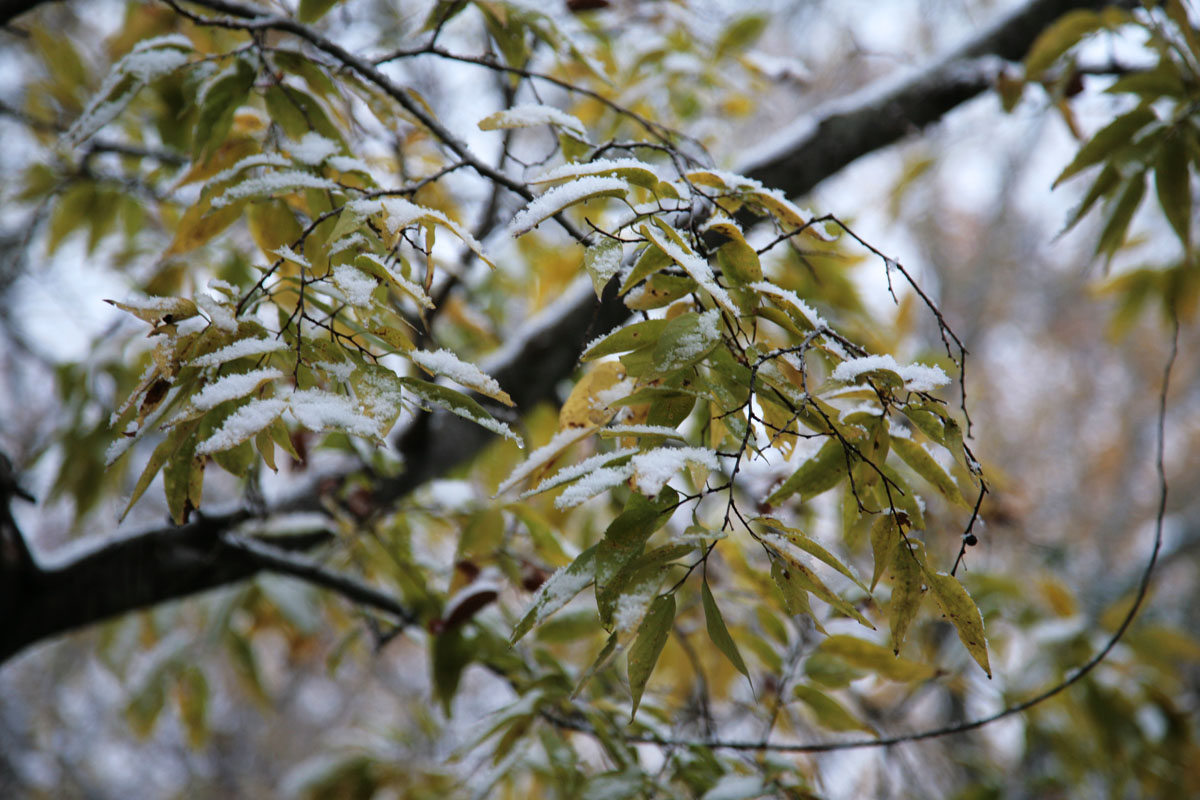 14 - Branches