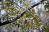 14 - Branches by Alan Bryant