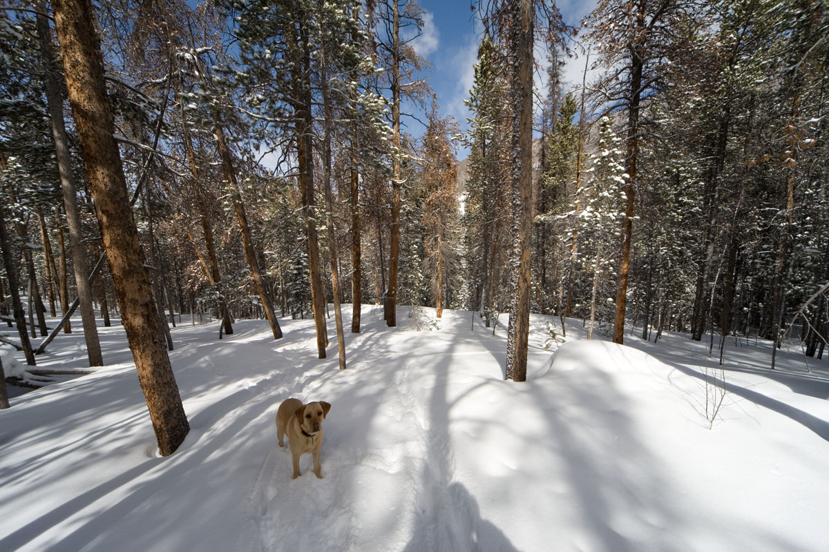 120 - Wide Angle Forest