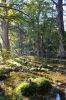 02 - Cypress Creek at Morning by Alan Bryant