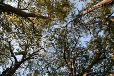 020 - Treetops