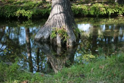 022 - Cypress Creek