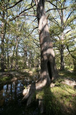 023 - Cypress Creek
