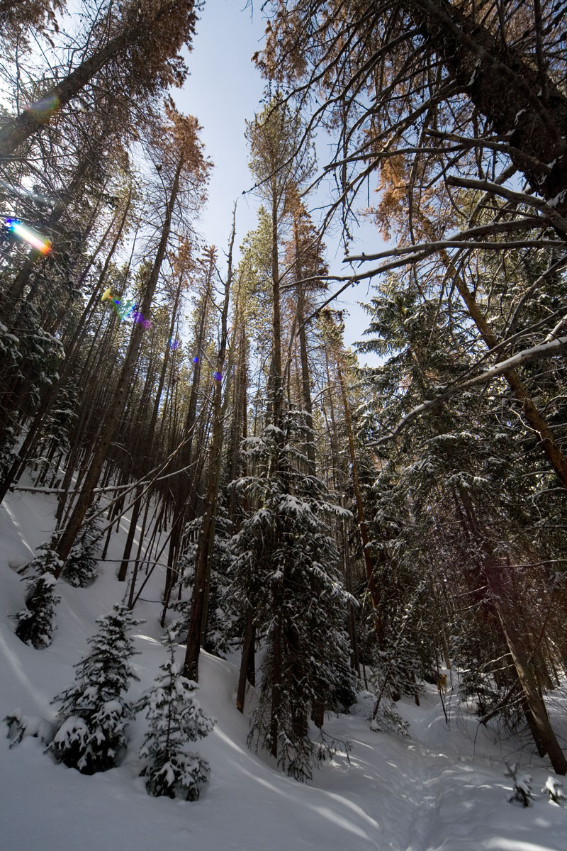 131 - Trees With Specular Flare