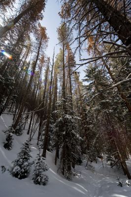 131 - Trees With Specular Flare