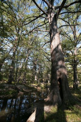 024 - Cypress Creek
