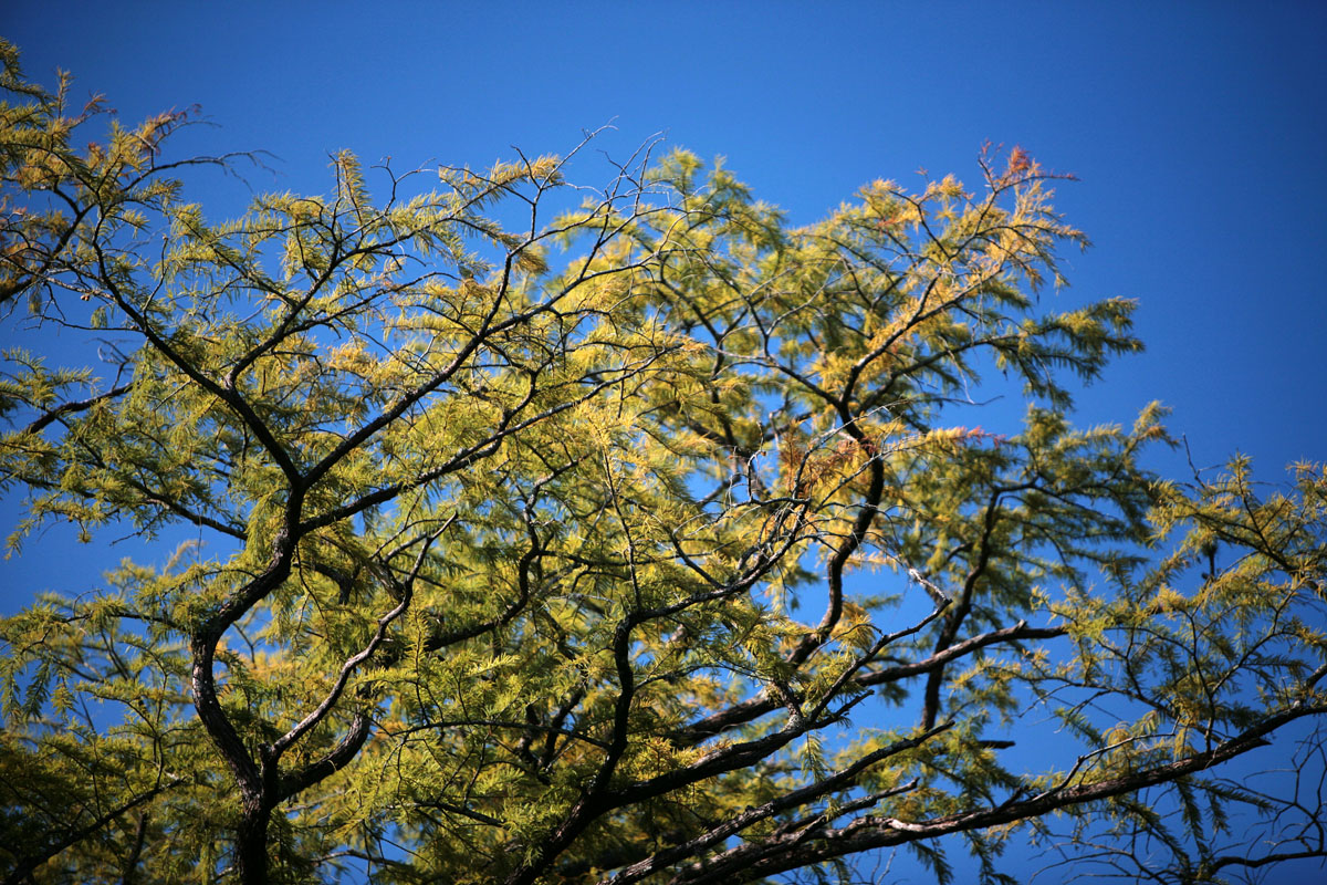 026 - Cypress Branches