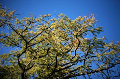 026 - Cypress Branches