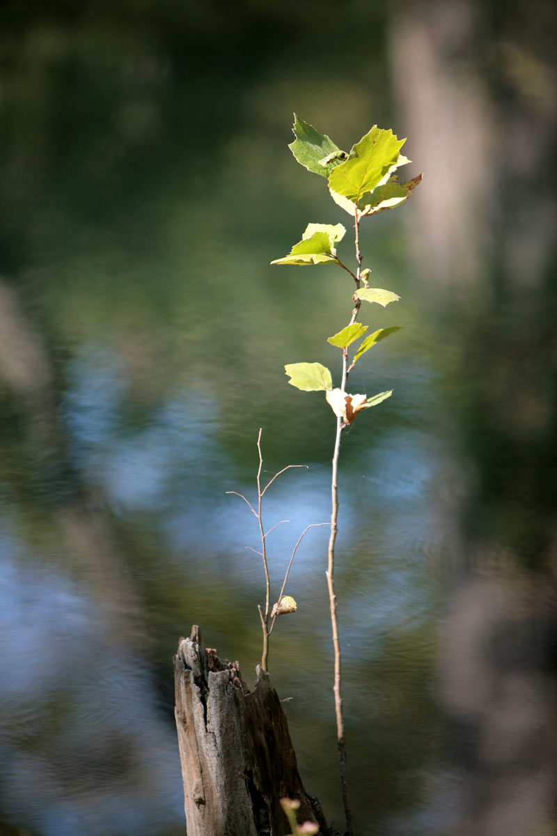 027 - Leaves