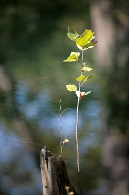 027 - Leaves